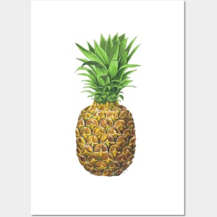 Pineapple, tropical fruit Posters and Art